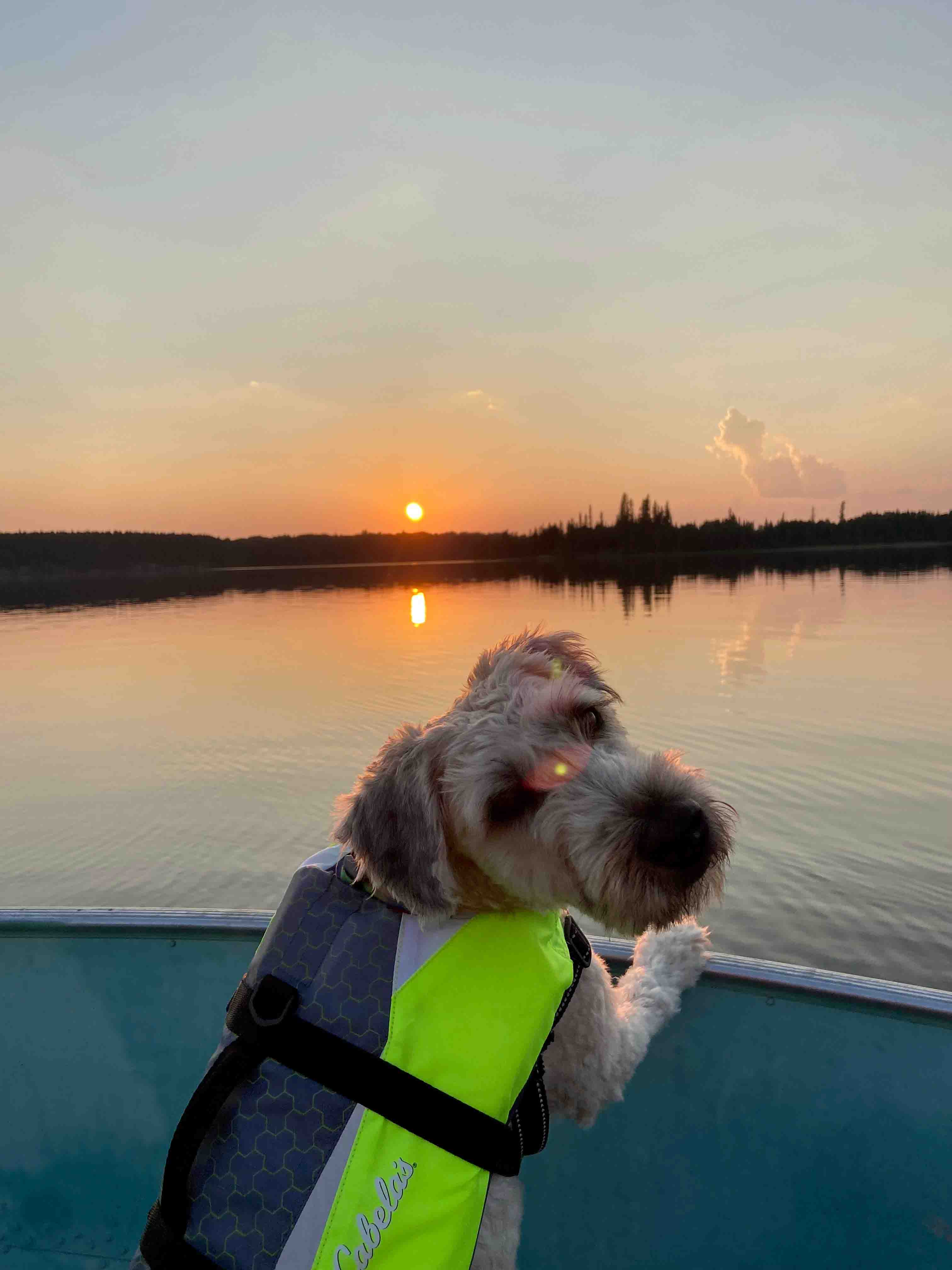 Xita, a dog, in a boat at sunset on a lake on Ontario Canada.