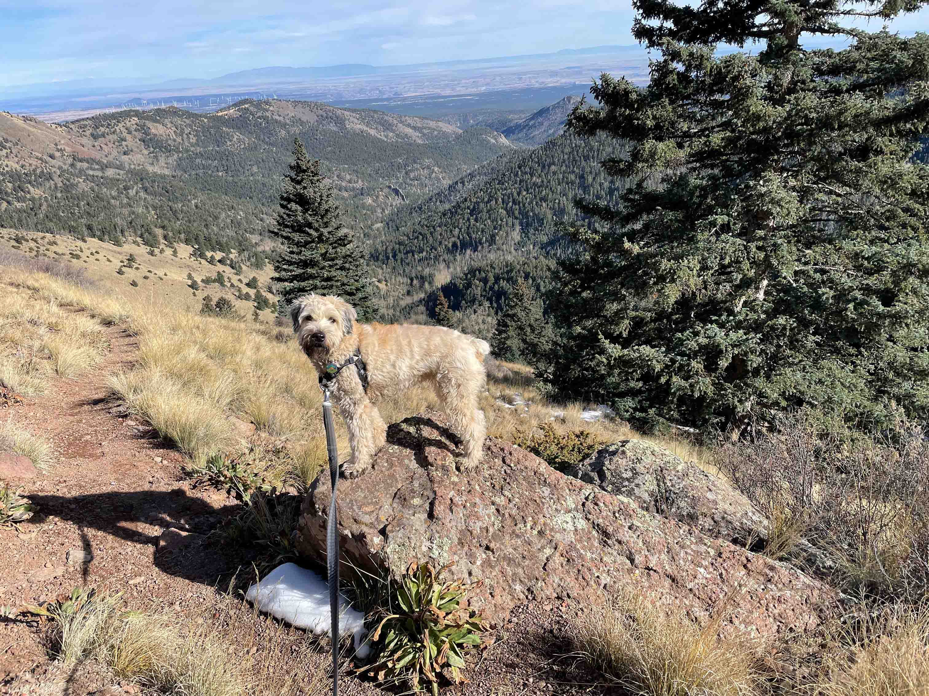 Xita, a dog, hiking in the mountains of New Mexico.